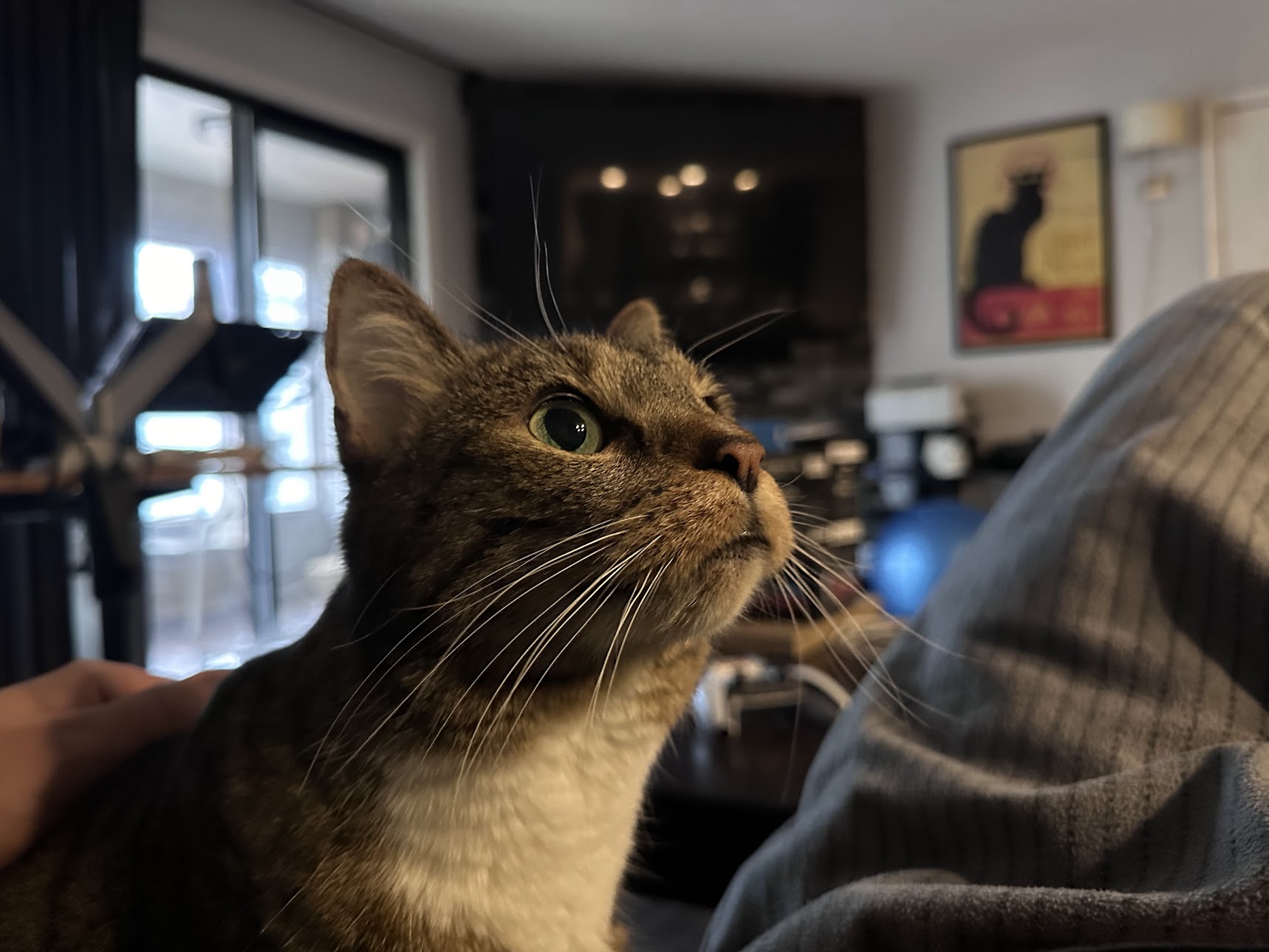 Zari, the rescued companion cat, resting contentedly