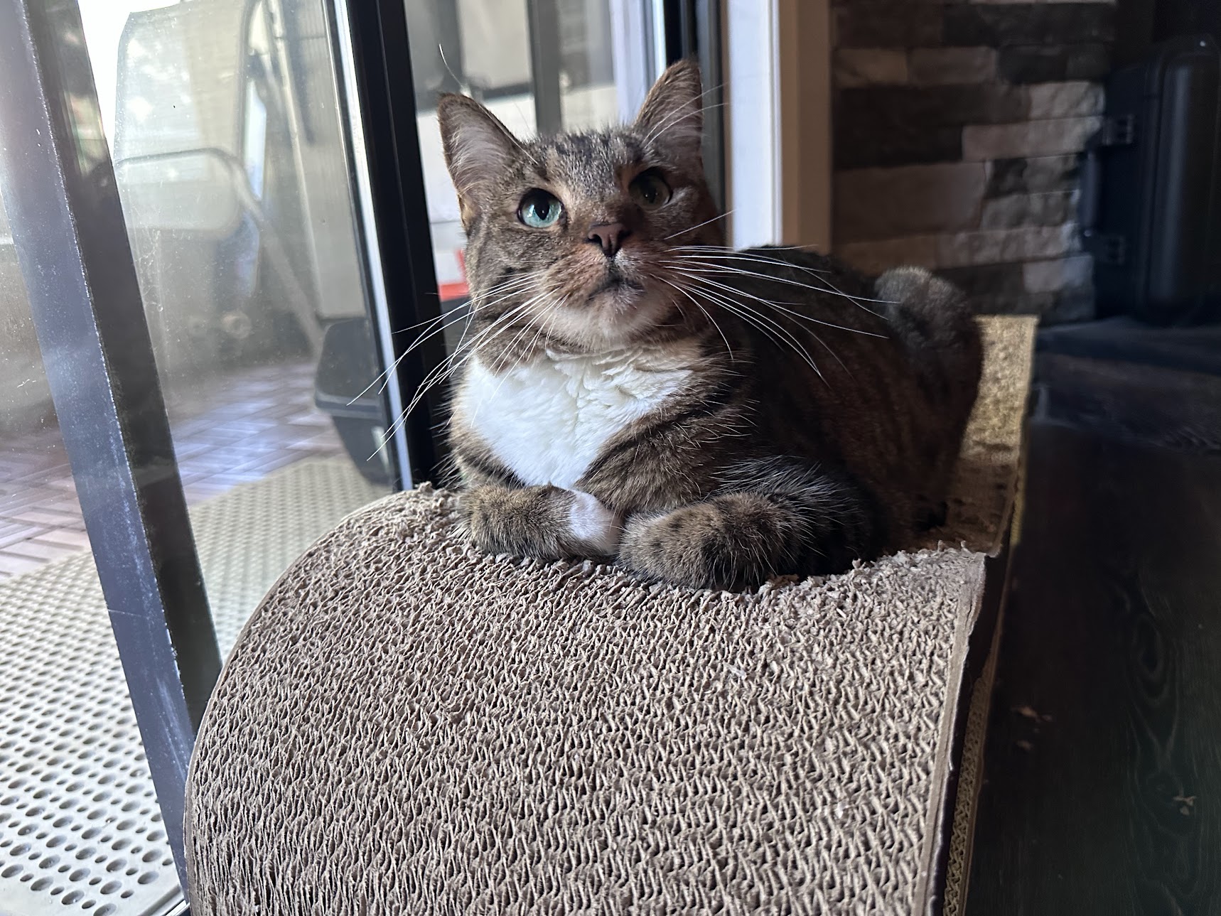 Zari the cat keeping watch over a tidy desk